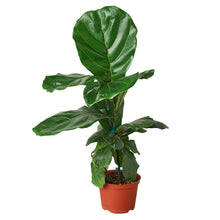 Load image into Gallery viewer, Ficus Lyrata &#39;Fiddle Leaf Fig&#39; - 4&quot; Pot
