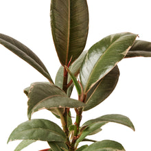 Load image into Gallery viewer, Ficus Elastica &#39;Tineke&#39; - 6&quot; Pot
