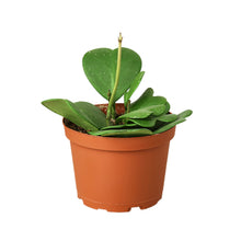 Load image into Gallery viewer, Hoya Sweetheart Valentine Plant - 4&quot; Pot
