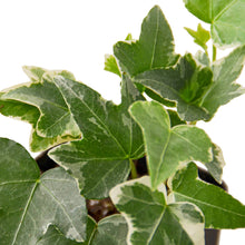 Load image into Gallery viewer, English Ivy &#39;Glacier&#39; - 4&quot; Pot
