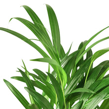 Load image into Gallery viewer, Areca Butterfly Palm - 6&quot; Pot
