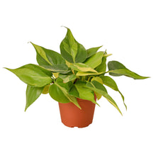 Load image into Gallery viewer, 6_PHILODENDRON_BRASIL
