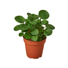 Load image into Gallery viewer, 4_PEPEROMIA_RANA.VERDE
