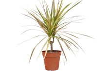 Load image into Gallery viewer, 4_DRACAENA_RED.MARGINED

