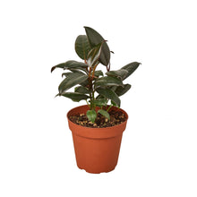 Load image into Gallery viewer, 4_FICUS_BURGUNDY
