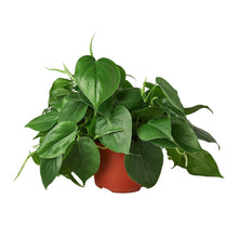 Load image into Gallery viewer, 6_PHILODENDRON_CORDATUM
