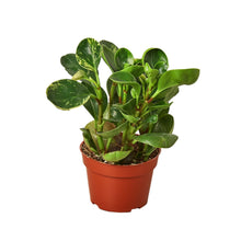 Load image into Gallery viewer, 4_PEPEROMIA_MARBLE
