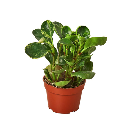 4_PEPEROMIA_MARBLE