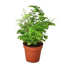 Load image into Gallery viewer, 4_FERN_MAIDENHAIR
