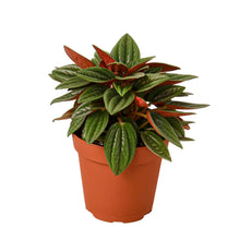 Load image into Gallery viewer, PEPEROMIA_ROSSO
