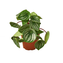 Load image into Gallery viewer, PEPEROMIA_WATERMELON
