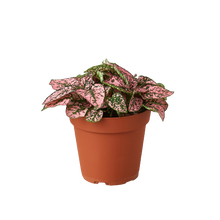 Load image into Gallery viewer, 4_HYPOESTES_RED
