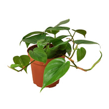Load image into Gallery viewer, PHILODENDRON_CORDATUM
