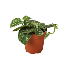 Load image into Gallery viewer, 4_POTHOS_SATIN
