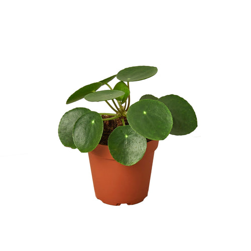 PILEA_PEPEROMIODES