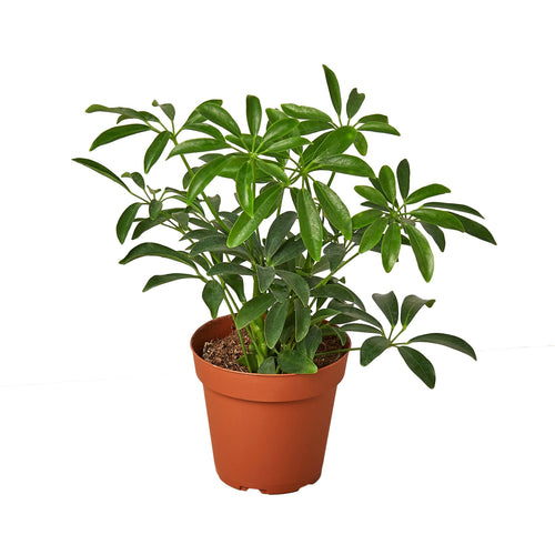 SCHEFFLERA_ARBORICOLA