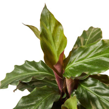 Load image into Gallery viewer, Calathea Rufibarba &#39;Furry Feather&#39; - 6&quot; Pot
