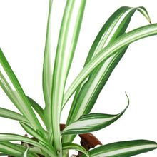 Load image into Gallery viewer, Spider Plant Reverse - 4&quot; Pot
