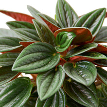 Load image into Gallery viewer, Peperomia &#39;Rosso&#39; - 6&quot; Pot
