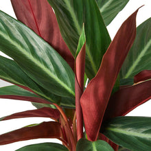 Load image into Gallery viewer, Stromanthe Sanguinea Triostar - 4&quot; Pot
