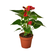 Load image into Gallery viewer, ANTHURIUM_RED
