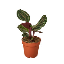 Load image into Gallery viewer, CALATHEA_MEDALLION
