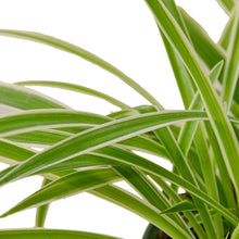 Load image into Gallery viewer, Spider Plant Reverse - 4&quot; Pot
