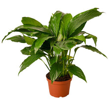 Load image into Gallery viewer, Peace Lily - 4&quot; Pot
