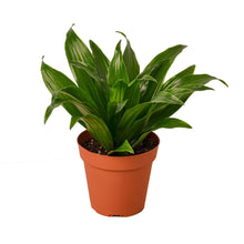 Load image into Gallery viewer, 4_DRACAENA_JANET.CRAIG
