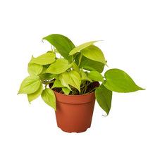 Load image into Gallery viewer, Philodendron &#39;Neon&#39; - 6&quot; Pot

