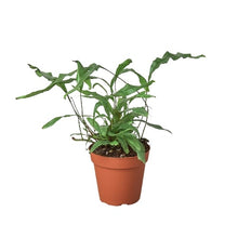 Load image into Gallery viewer, Fern &#39;Kangaroo Paw&#39; - 6&quot; Pot
