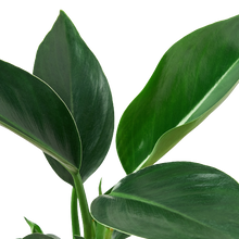 Load image into Gallery viewer, Philodendron &#39;Congo Green&#39; - 6&quot; Pot
