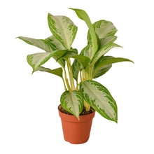 Load image into Gallery viewer, Chinese Evergreen &#39;Silver Bay&#39; - 6&quot; Pot
