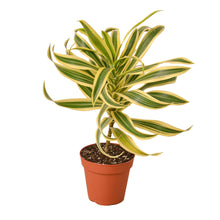 Load image into Gallery viewer, Dracaena &#39;Song of India&#39; - 6&quot; Pot

