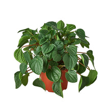 Load image into Gallery viewer, Peperomia Rana Verde - 4&quot; Pot
