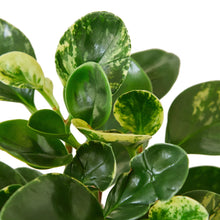 Load image into Gallery viewer, Peperomia &#39;Marble&#39; - 4&quot; Pot
