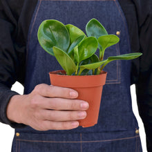 Load image into Gallery viewer, Peperomia Thailand - 4&quot; Pot
