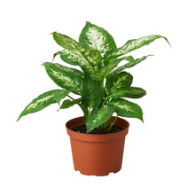 Load image into Gallery viewer, 6_DIEFFENBACHIA_TROPIC.SNOW
