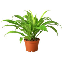 Load image into Gallery viewer, 6_DRACAENA_LIMELIGHT
