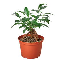 Load image into Gallery viewer, 6_FICUS_GINSENG

