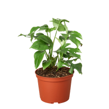 Load image into Gallery viewer, Philodendron Mini Monstera Minima - 6&quot; Pot
