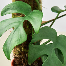 Load image into Gallery viewer, Philodendron Mini Monstera Minima - 6&quot; Pot
