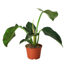 Load image into Gallery viewer, 6_PHILODENDRON_CONGO.GREEN
