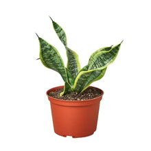 Load image into Gallery viewer, Snake Plant Twist - 4&quot; Pot

