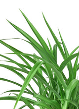 Load image into Gallery viewer, Spider Plant &#39;Green&#39; - 6&quot; Pot

