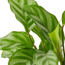 Load image into Gallery viewer, Calathea Concinna - 4&quot; Pot
