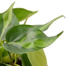 Load image into Gallery viewer, Philodendron &#39;Brasil&#39; - 6&quot; Pot
