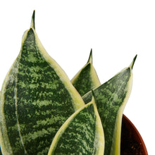 Load image into Gallery viewer, Snake Plant Laurentii Dwarf- 4&quot; Pot

