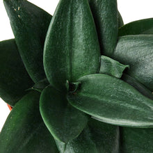 Load image into Gallery viewer, Snake Plant Jade - 6&quot; Pot
