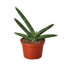 Load image into Gallery viewer, Snake Plant Starfish - 4&quot; Pot
